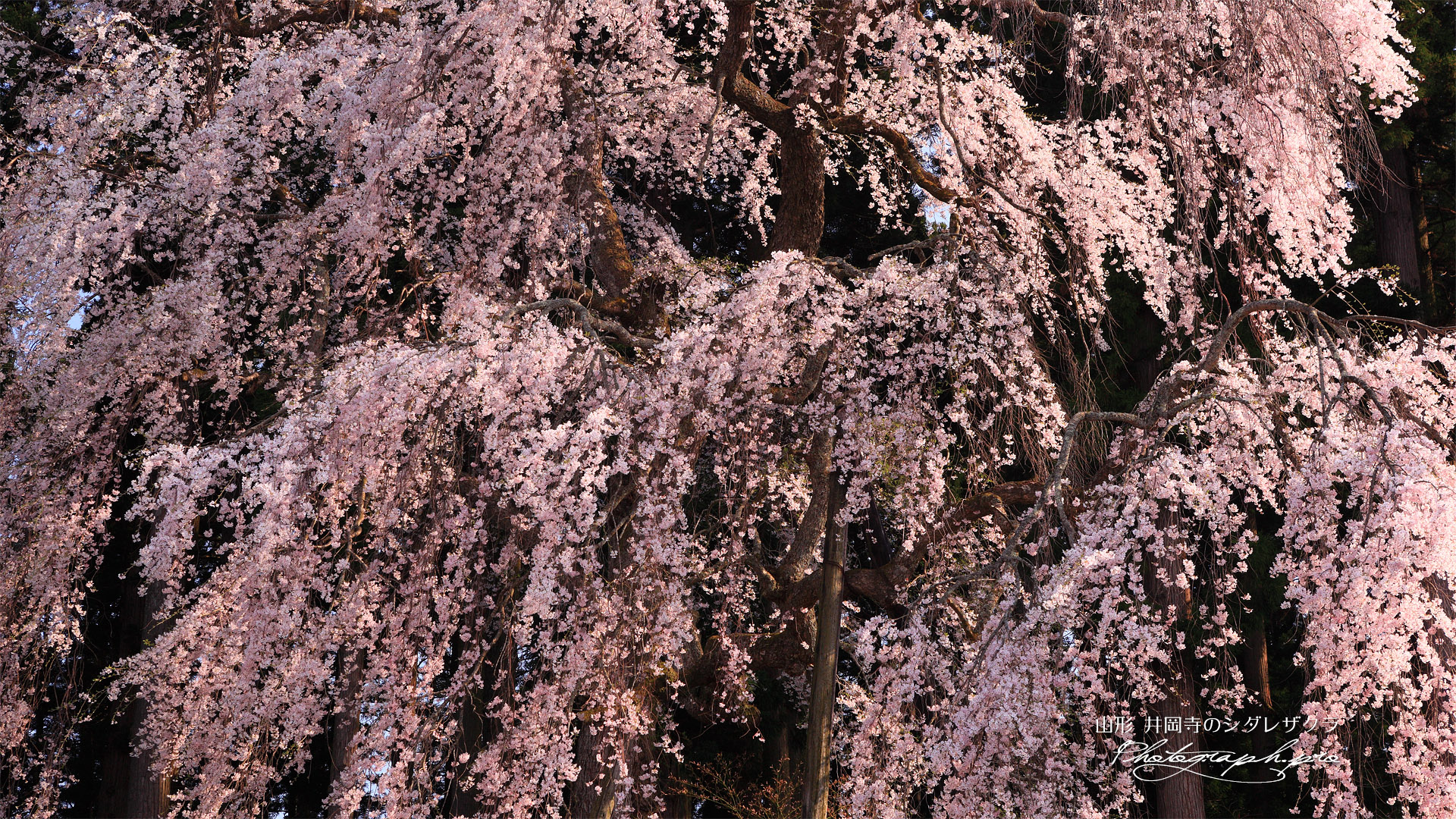 井岡寺のしだれ桜