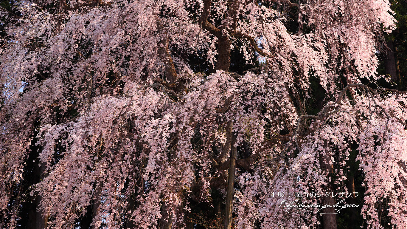 井岡寺のしだれ桜 壁紙
