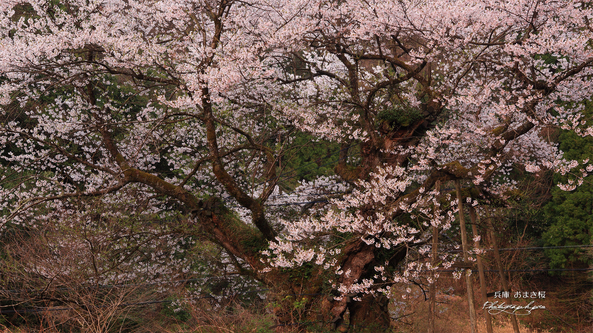 ほそき神社の麻蒔桜