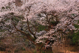 ほそき神社の麻蒔桜