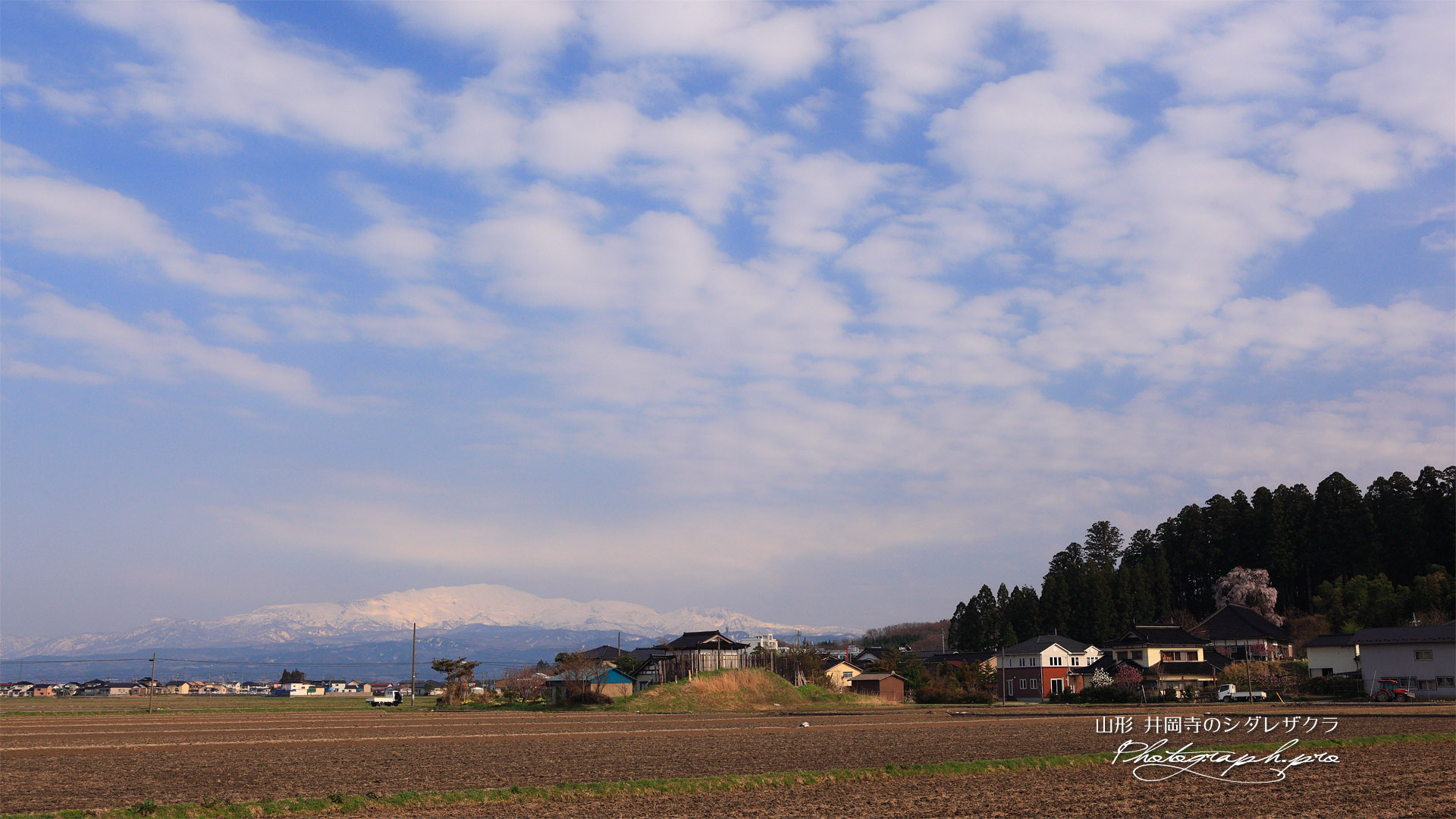 井岡寺のしだれざくら