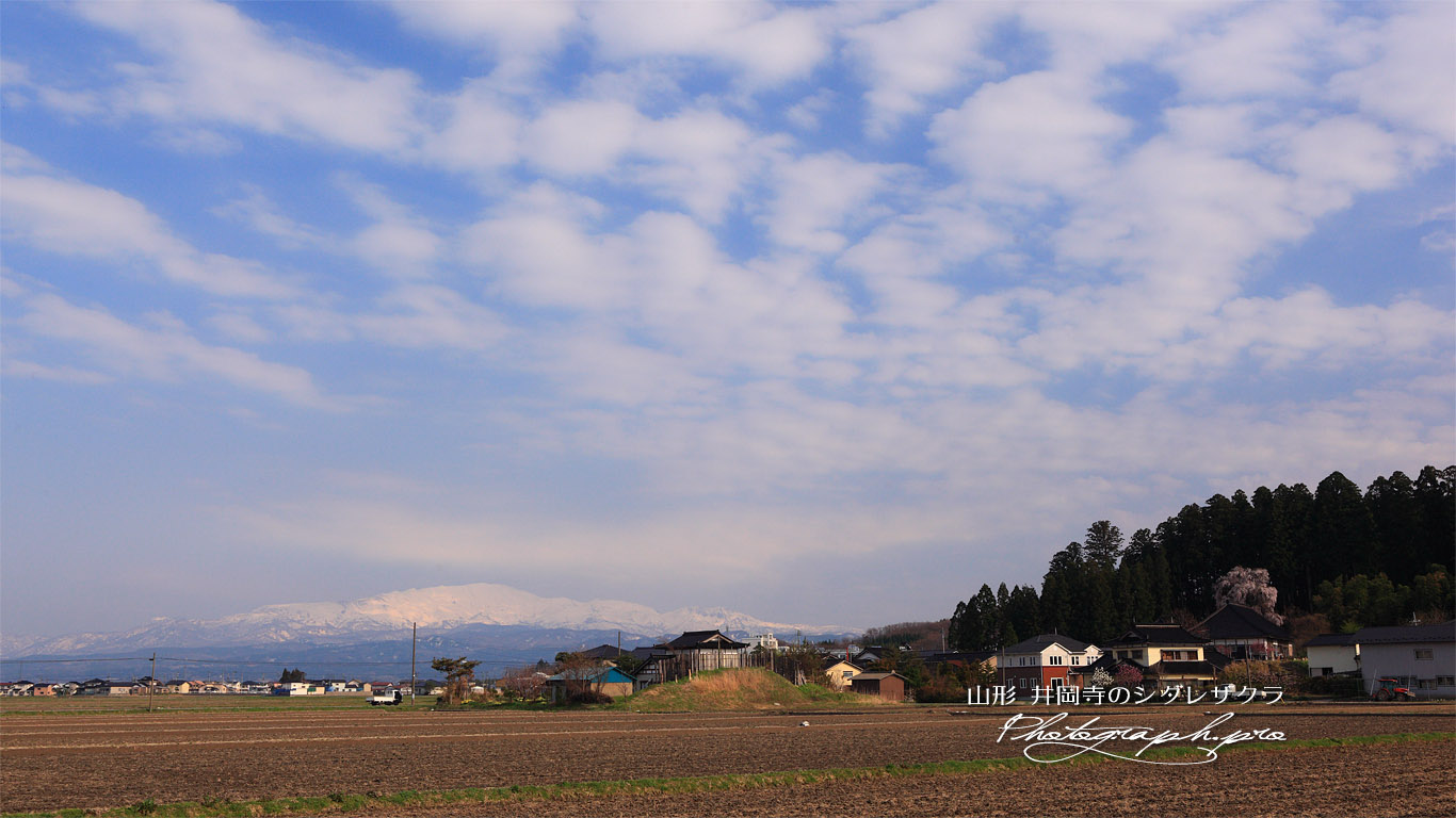 井岡寺のしだれざくら 壁紙