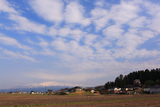 井岡寺のしだれざくら