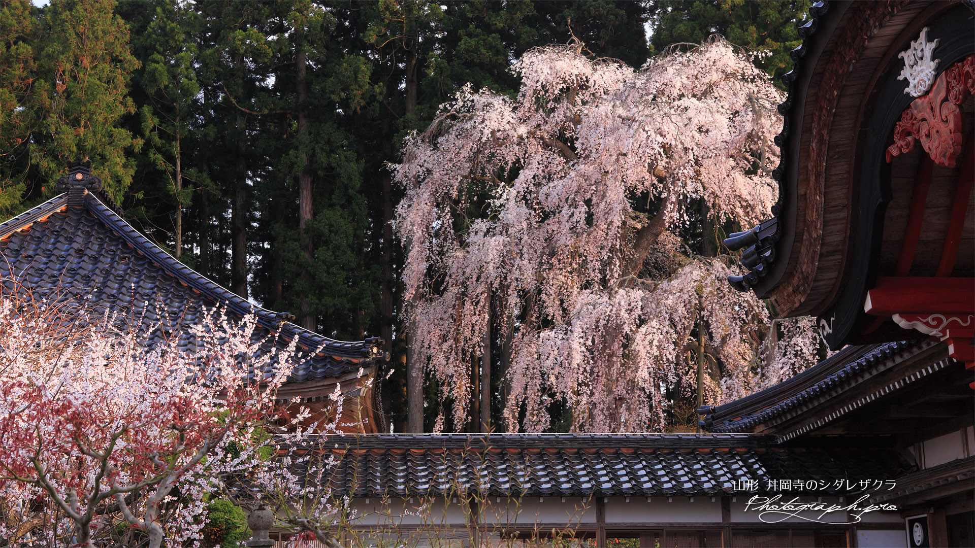 井岡寺の枝垂桜