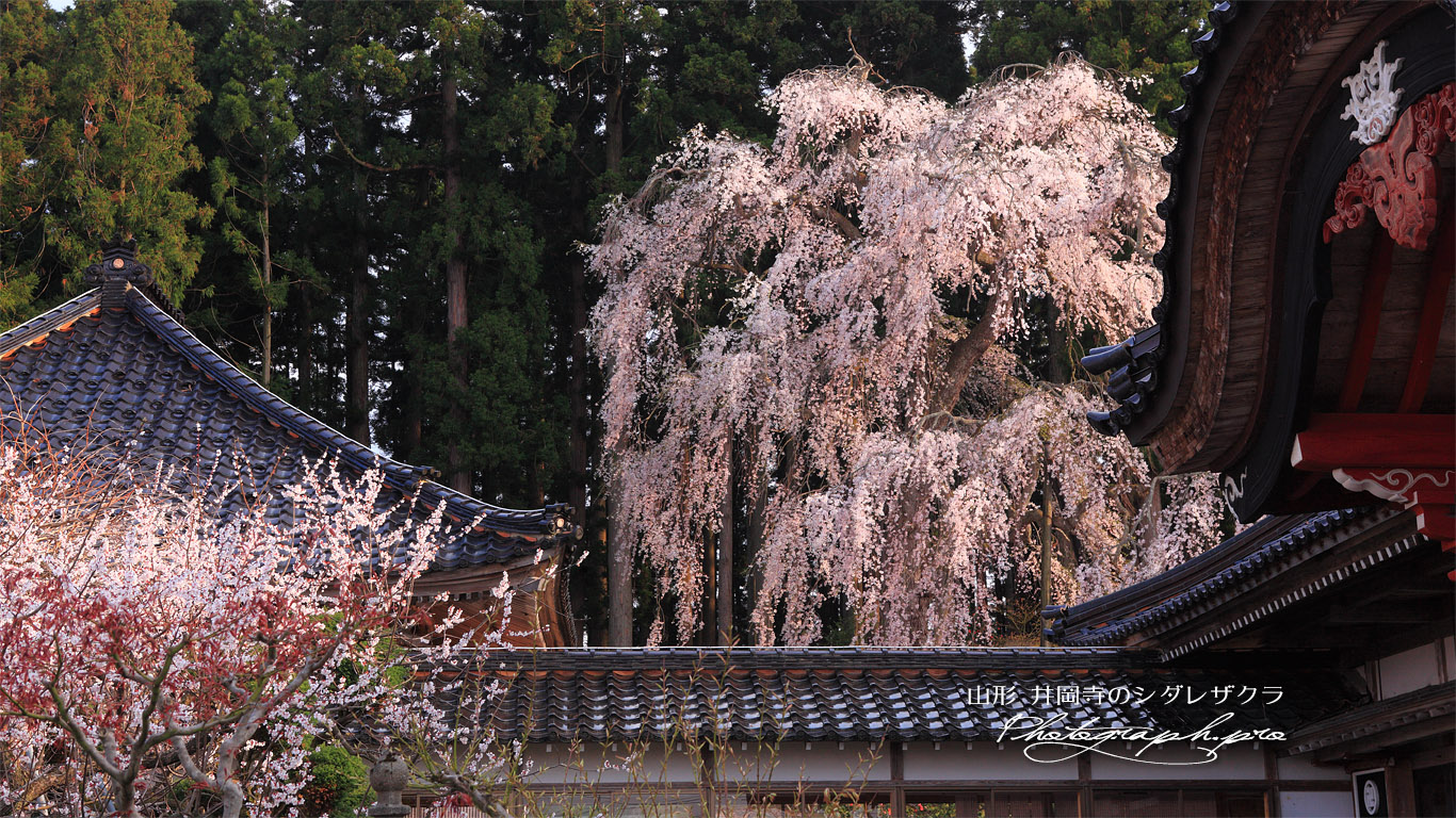 井岡寺の枝垂桜 壁紙