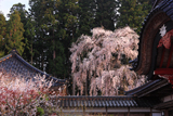 井岡寺の枝垂桜