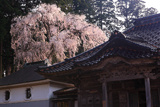 井岡寺の枝垂れ桜
