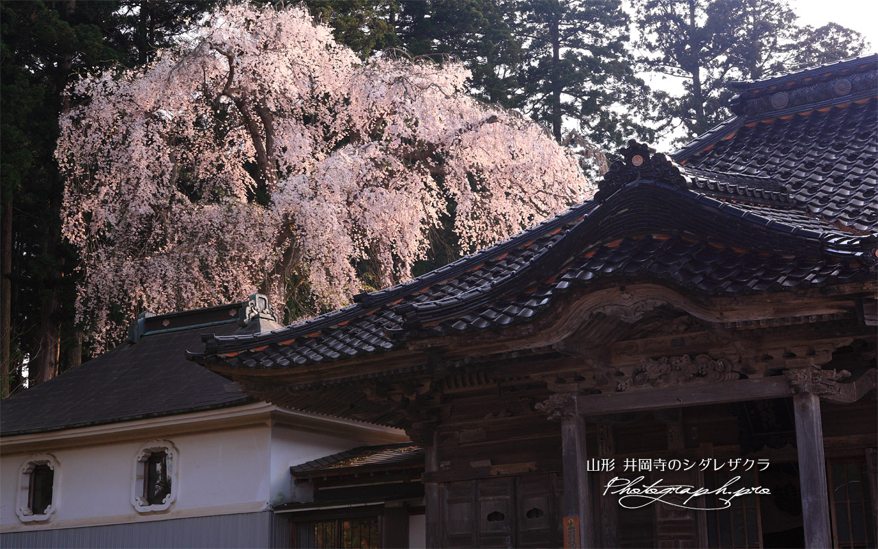 井岡寺の枝垂れ桜 壁紙