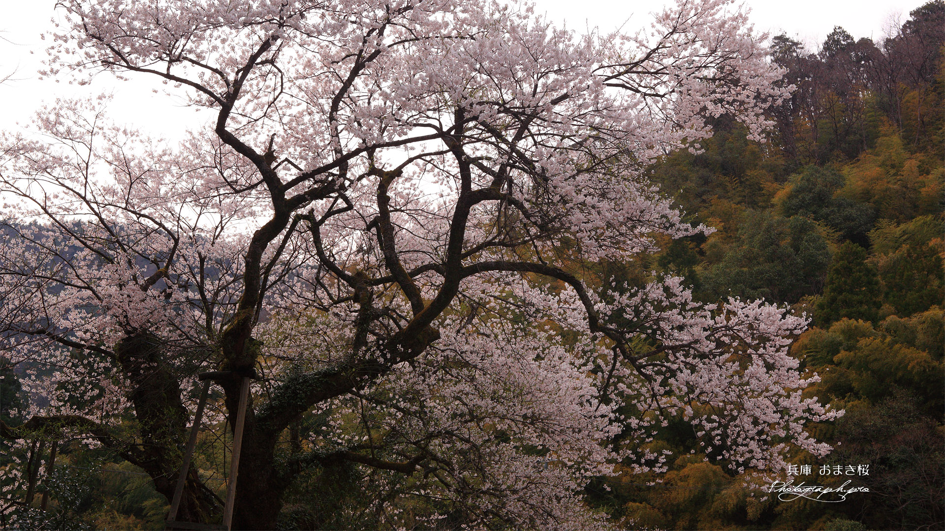 㯮椒神社の麻蒔桜