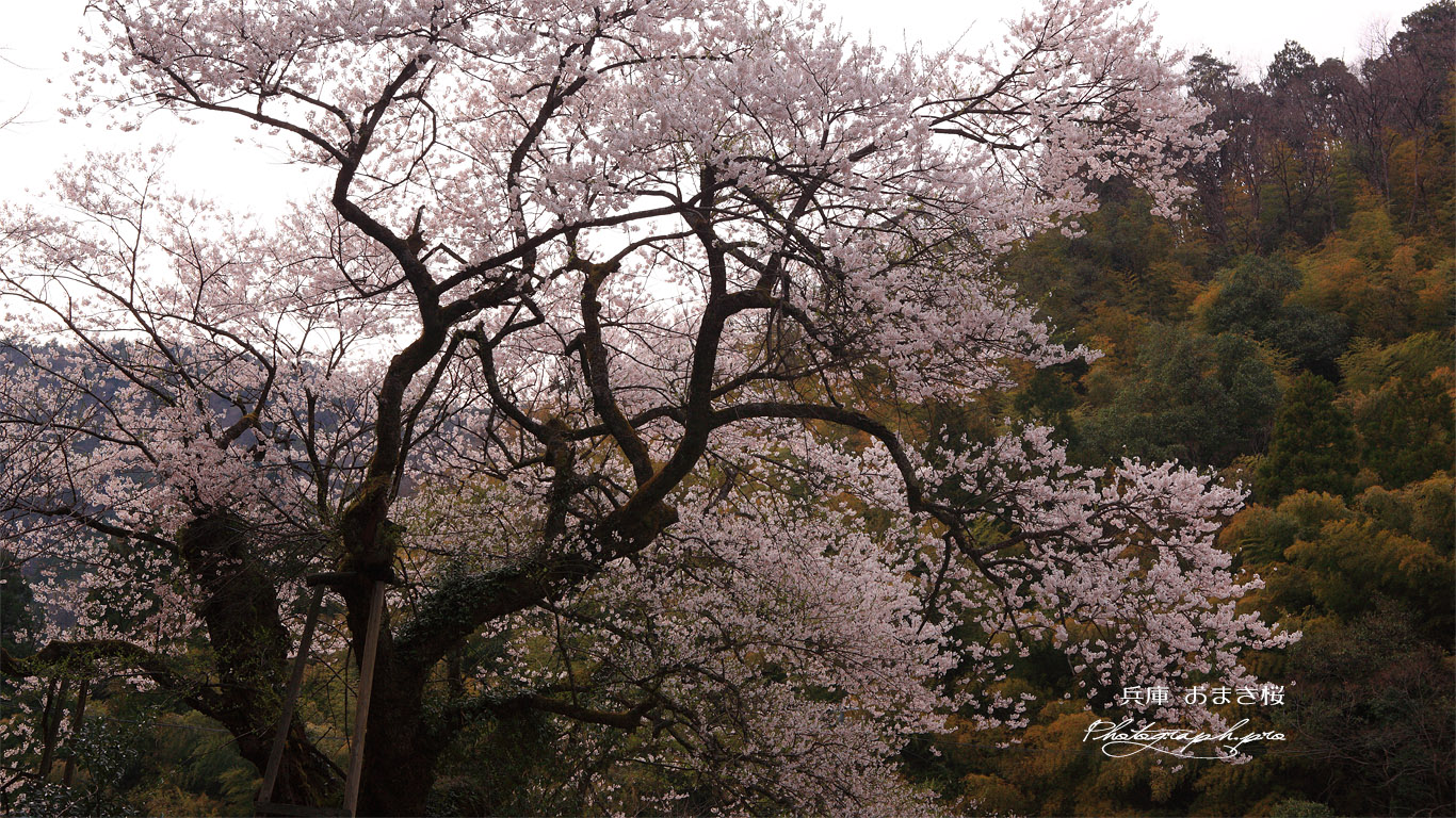 㯮椒神社の麻蒔桜 壁紙