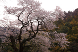 㯮椒神社の麻蒔桜