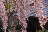 井岡寺枝垂れ桜