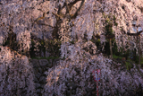 吉田の枝垂桜