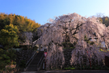 吉田のしだれ桜