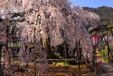瑠璃寺のしだれ桜