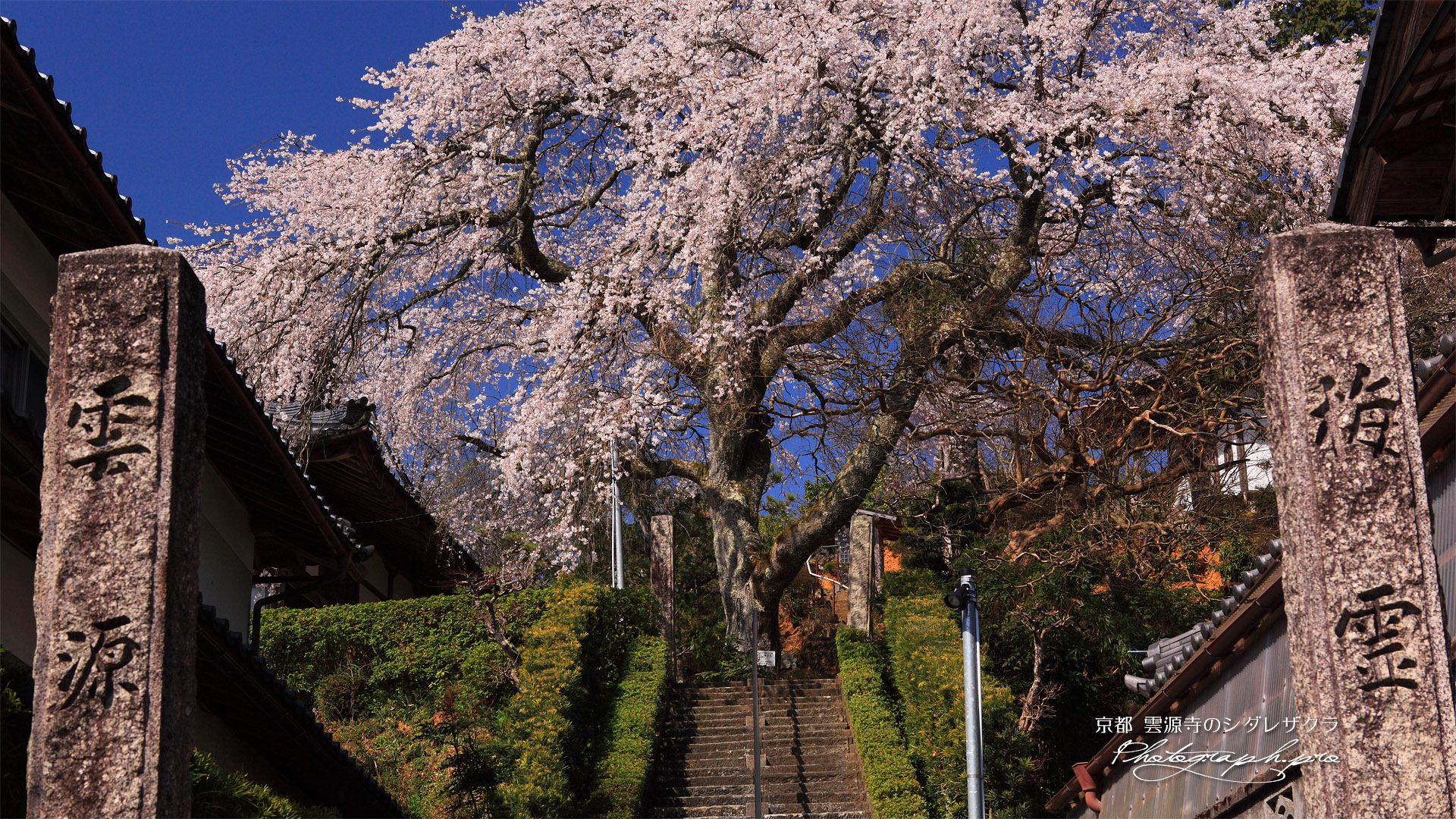 雲源寺の枝垂れ桜