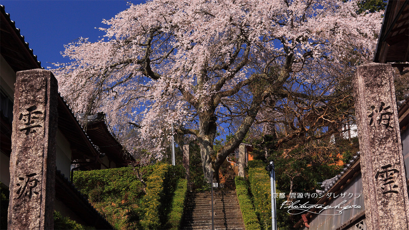雲源寺の枝垂れ桜 壁紙
