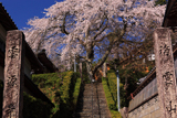 雲源寺の枝垂れ桜