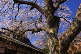 雲源寺のシダレザクラ
