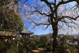 雲源寺の枝垂桜