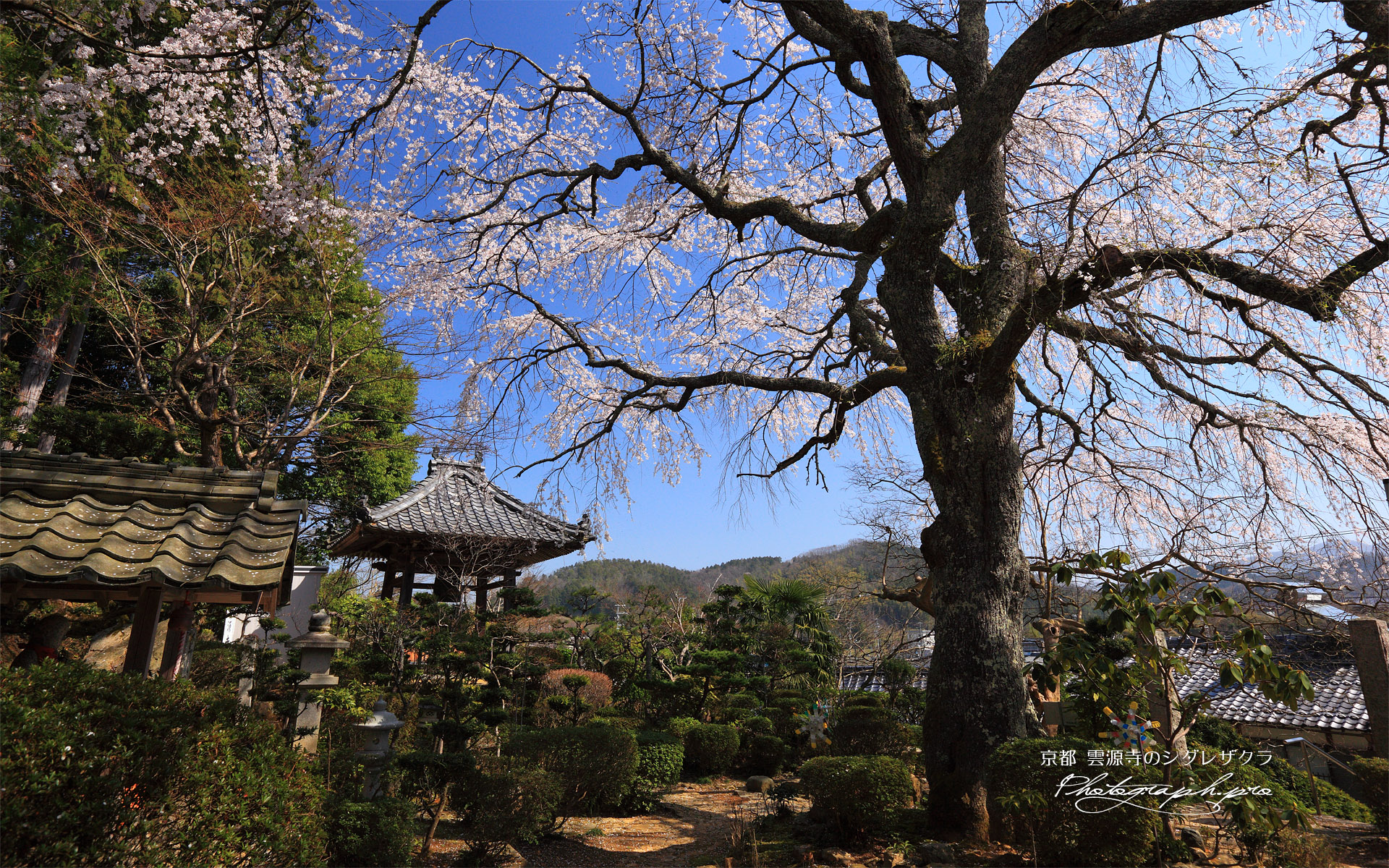 雲源寺の枝垂桜