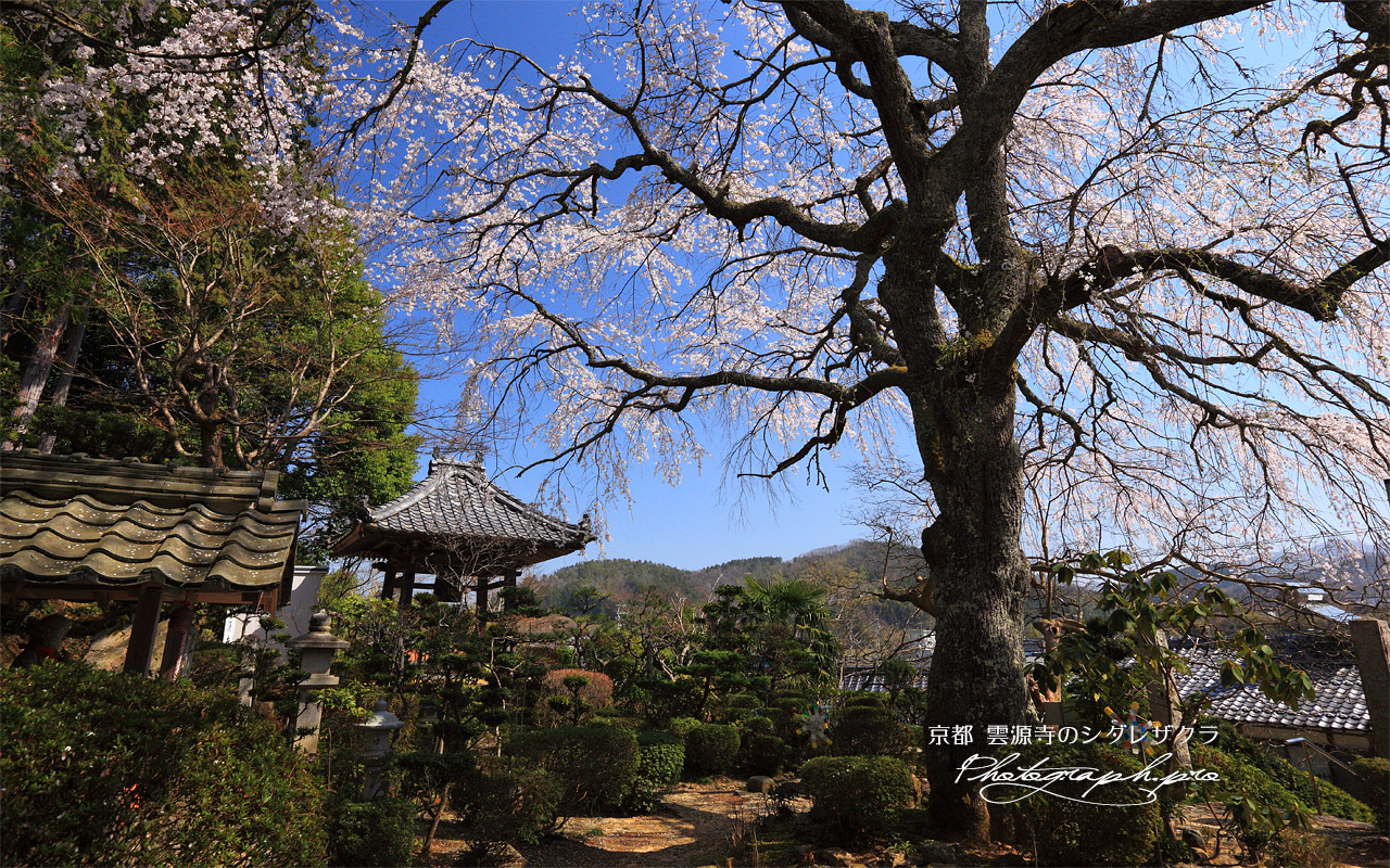 雲源寺の枝垂桜 壁紙