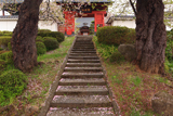 西光寺のソメイヨシノ