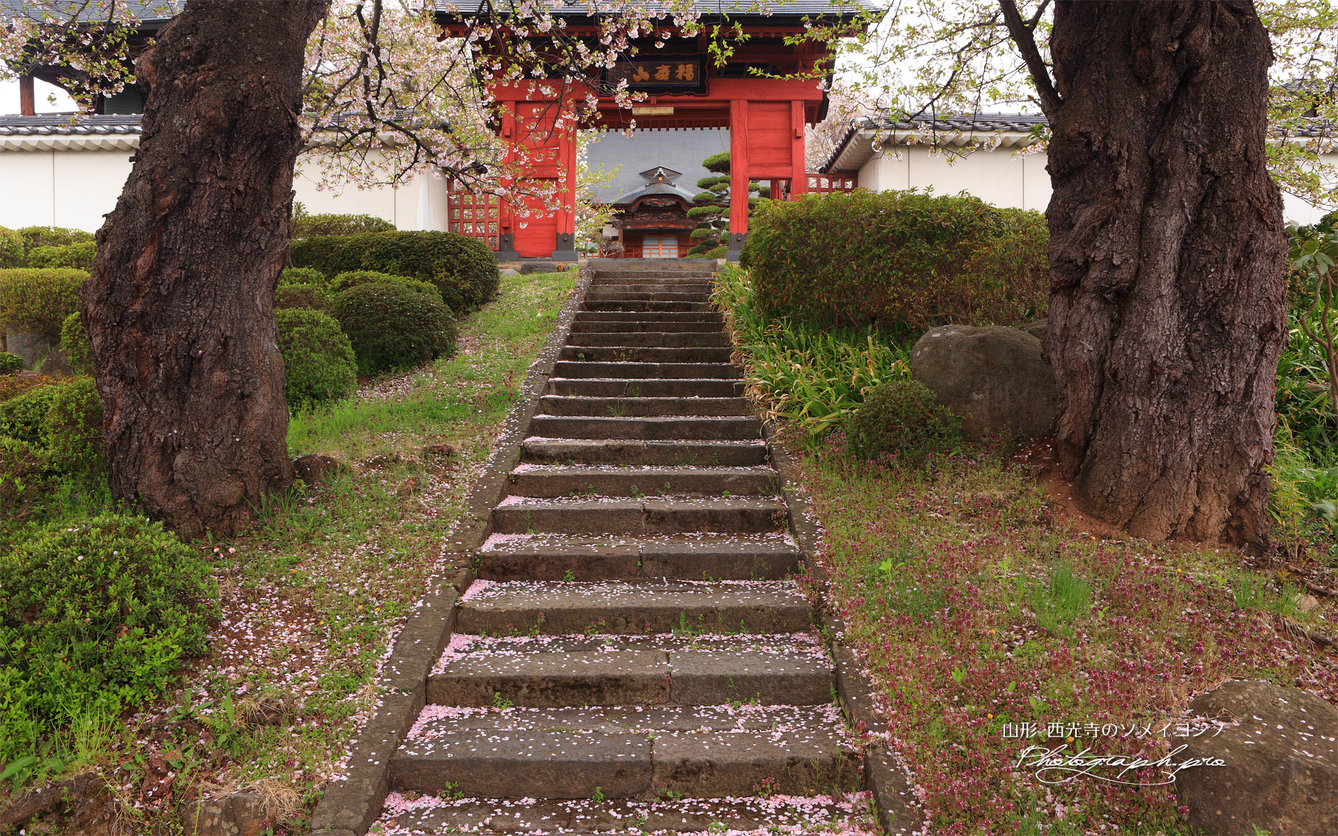 西光寺のソメイヨシノ