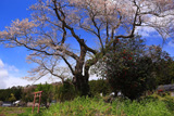 北郷早坂の種まき桜