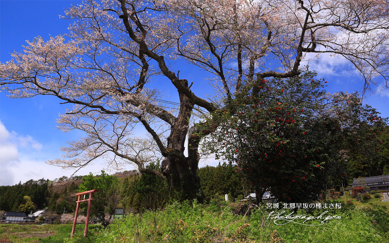 北郷早坂の種まき桜 壁紙