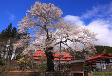 桑畑の種まき桜