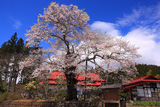 桑畑の種まき桜