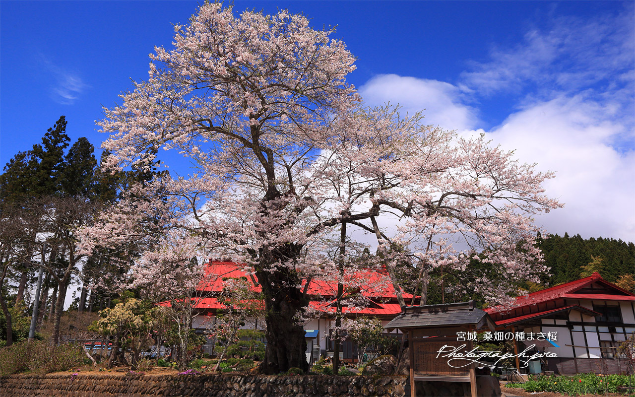 桑畑の種まき桜 壁紙