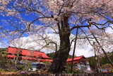 桑畑の種まき桜