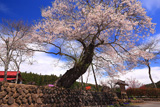 桑畑の種まき桜