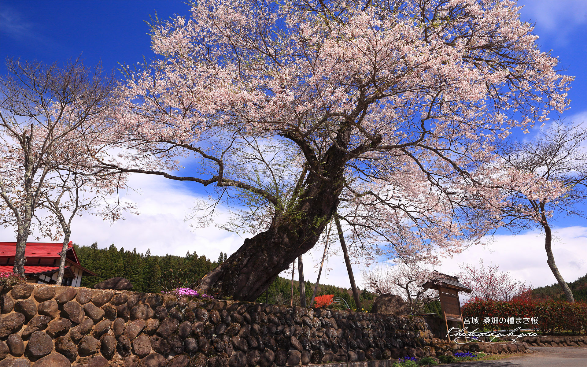 桑畑の種まき桜