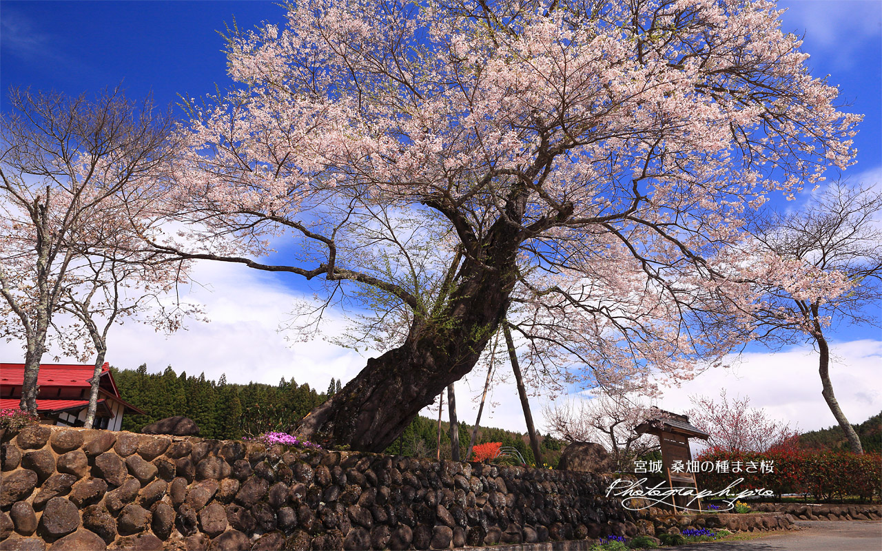 桑畑の種まき桜 壁紙