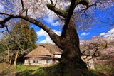 小峠の万年桜