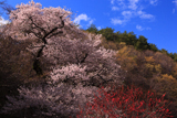 小峠の万年桜