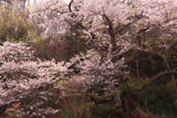 小峠の万年桜