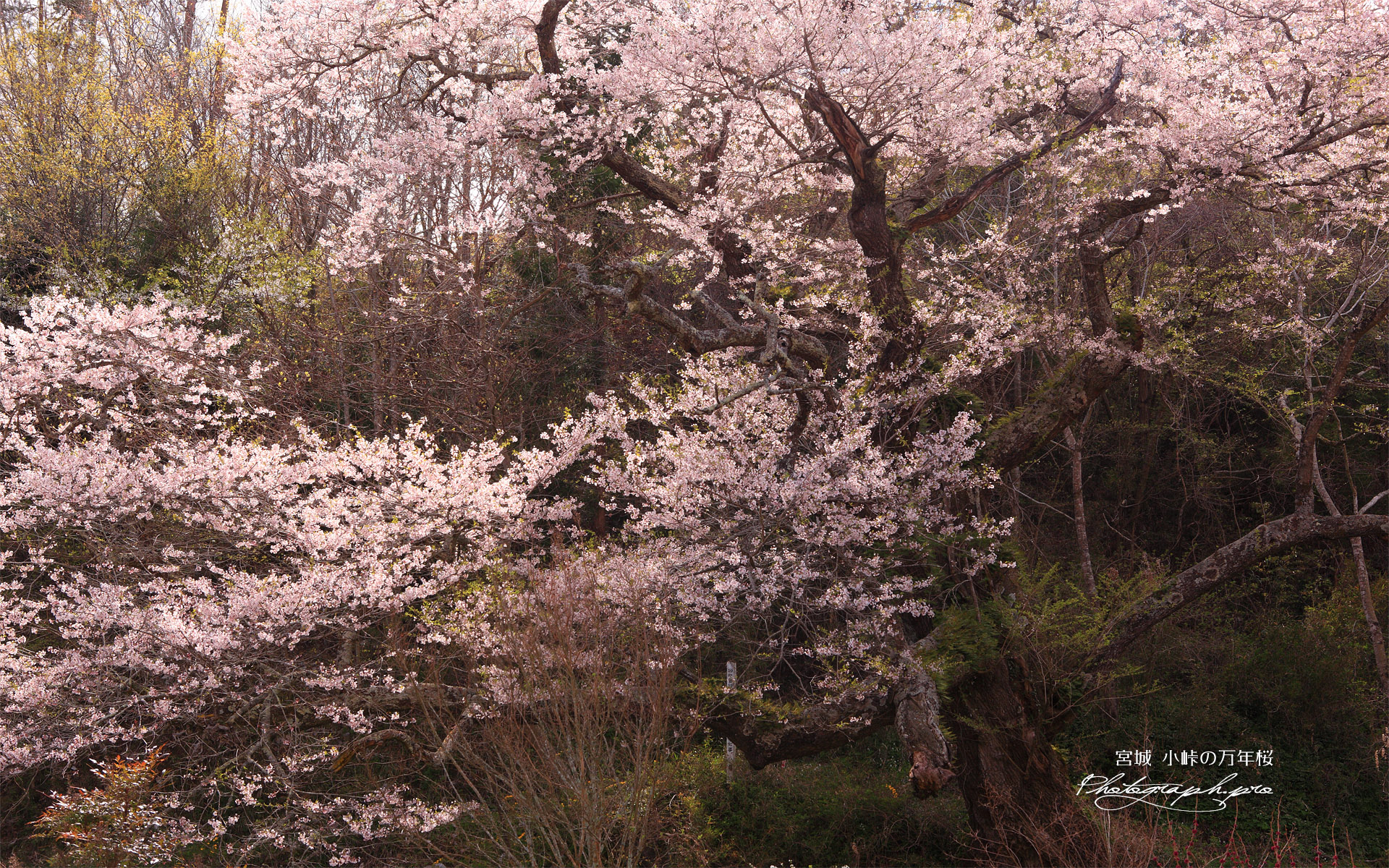小峠の万年桜