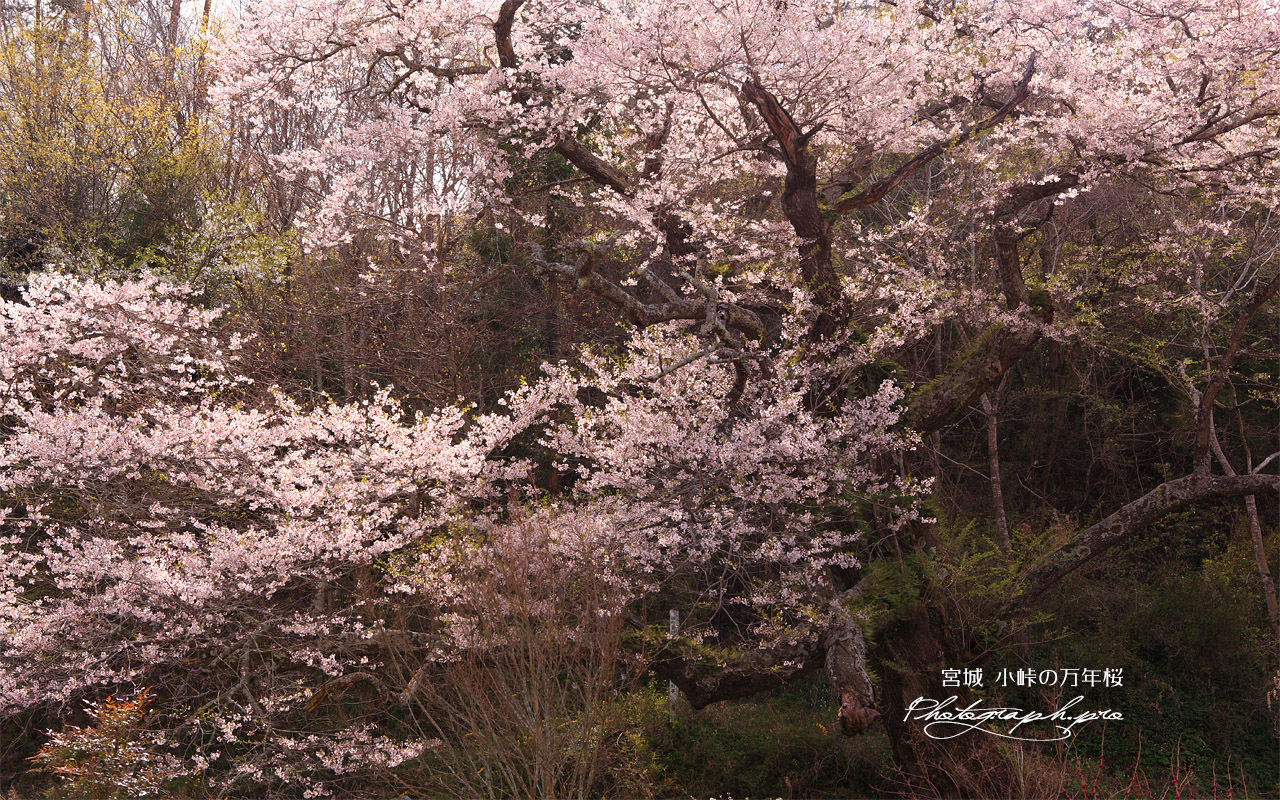 小峠の万年桜 壁紙