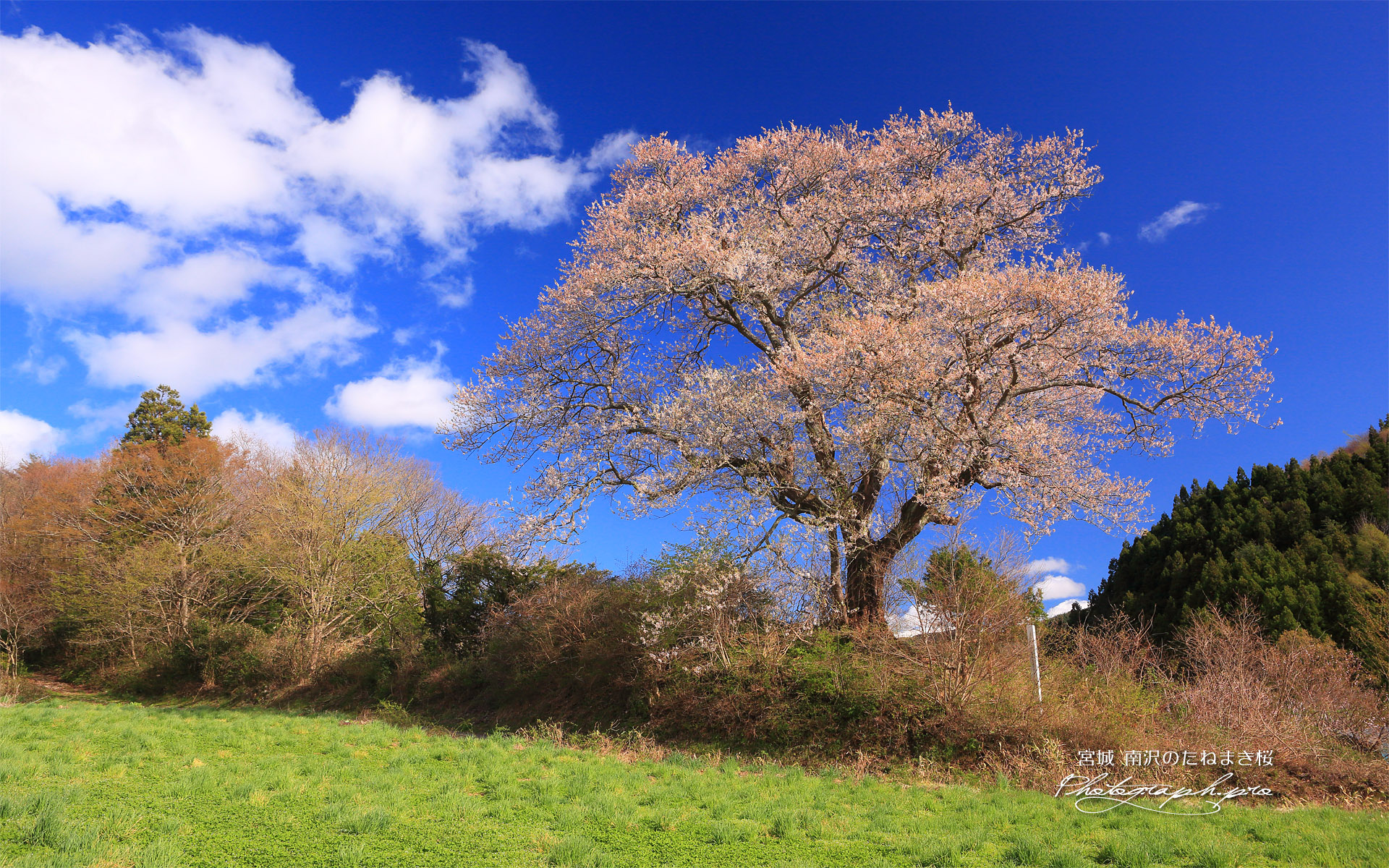 南沢のたねまき桜
