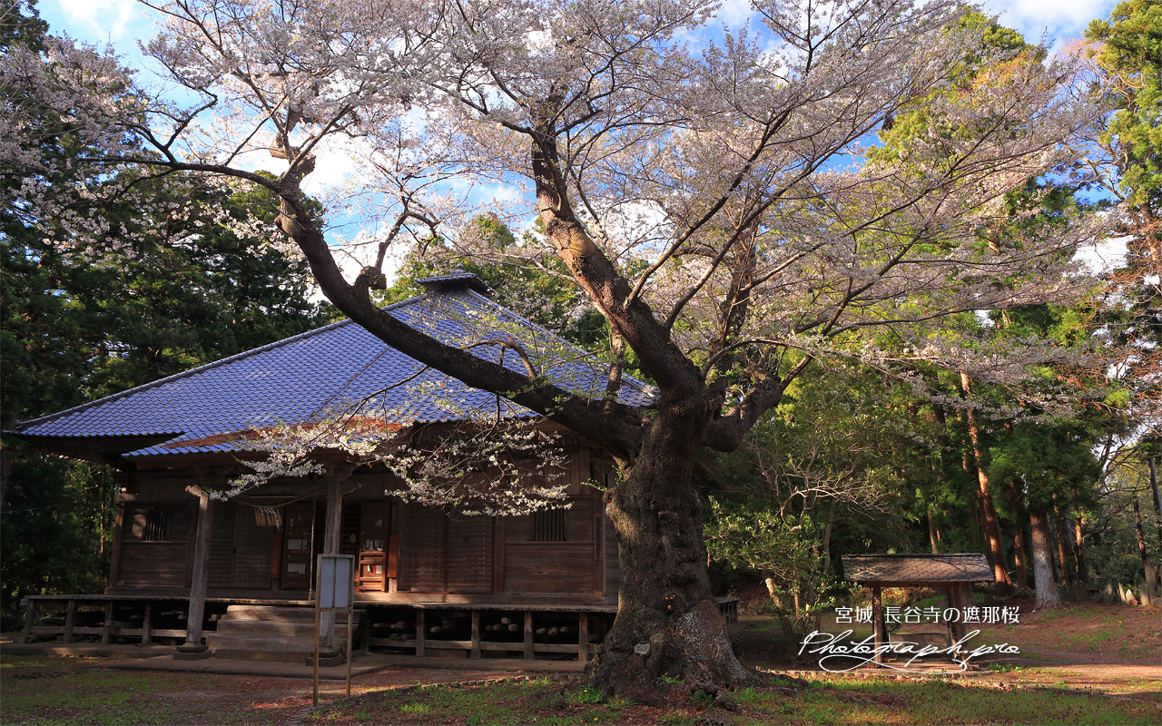 長谷寺の遮那桜 壁紙