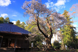 長谷寺の遮那桜