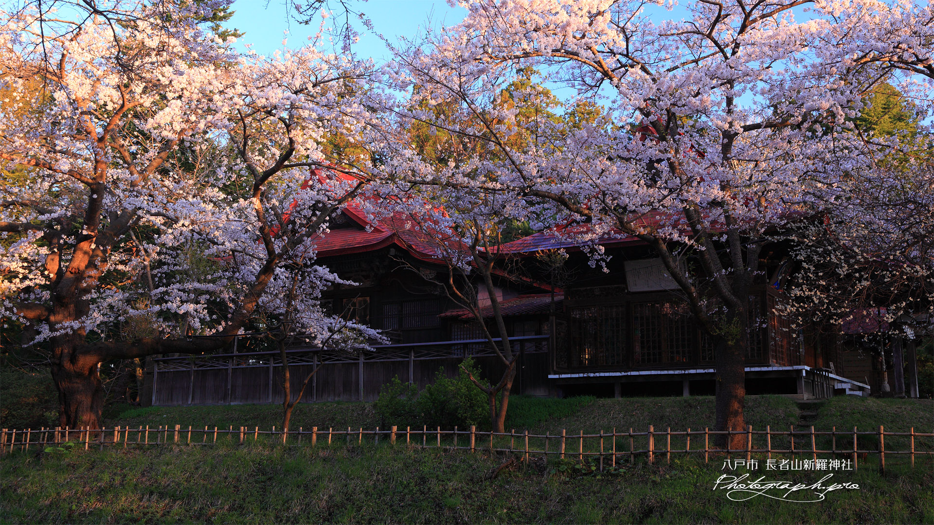 長者山新羅神社の桜 本殿