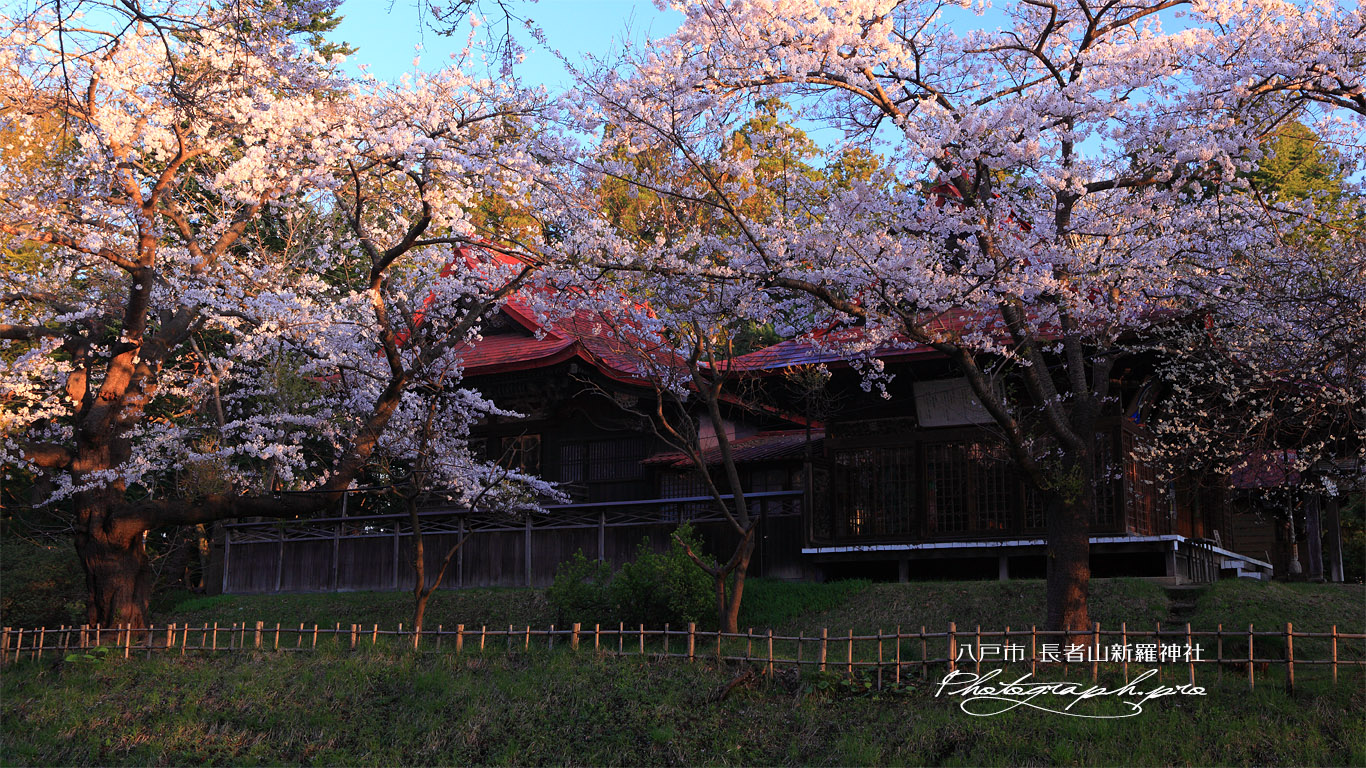 長者山新羅神社の桜 本殿 壁紙
