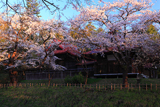 長者山新羅神社の桜 本殿