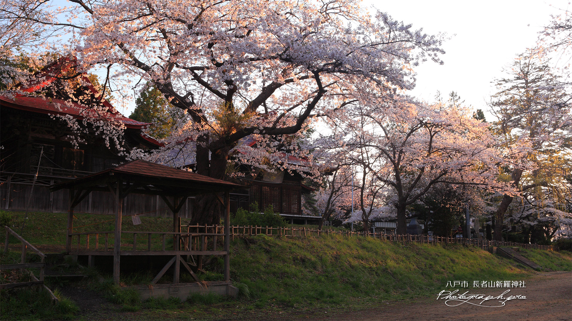 長者山新羅神社の桜 桜の馬場