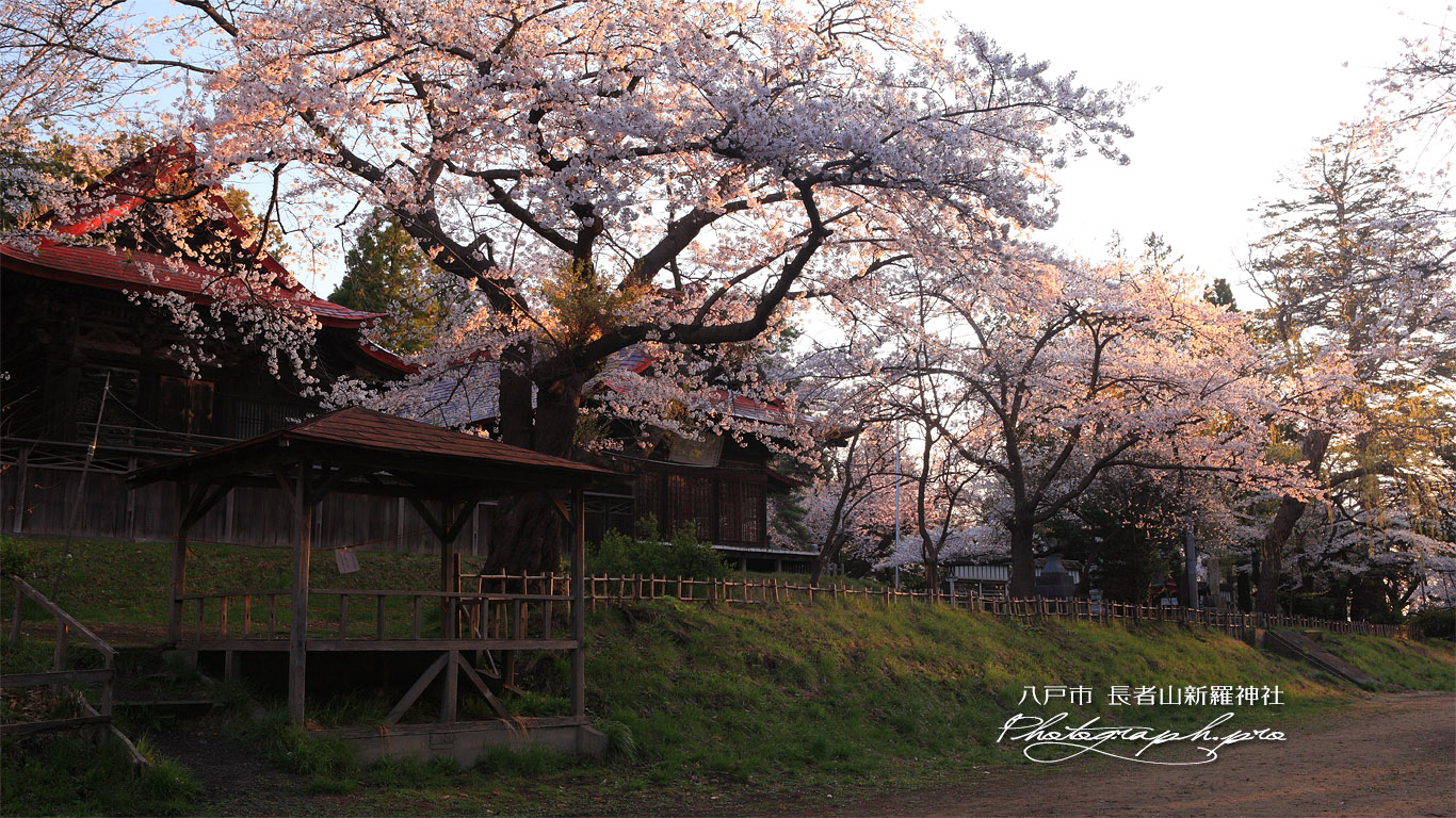 長者山新羅神社の桜 桜の馬場 壁紙